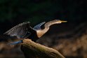 157 Sarapiqui, slangenhalsvogel